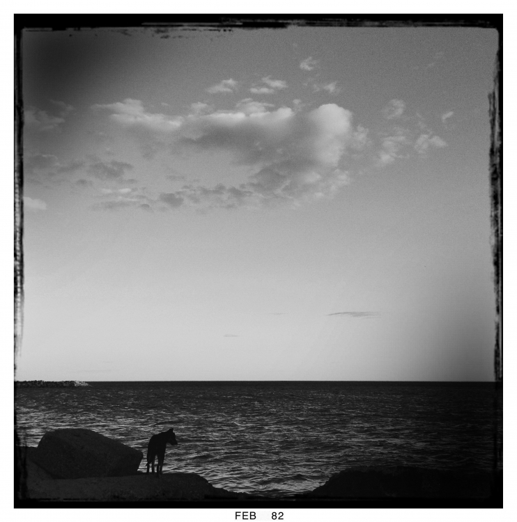 "` El perro negro que miraba el mar`" de Gisele Burcheri