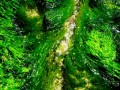 Verde esmeralda o jade o sauce