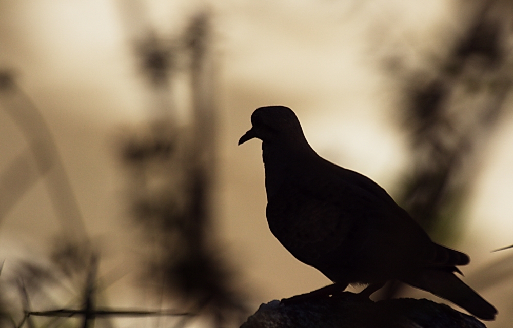 "silueta de ave.." de Rafael Buteler