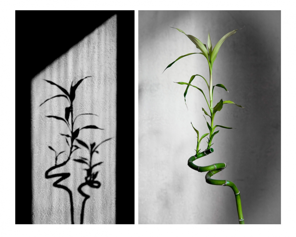 "mi bamboo y su sombra" de Jorge Pogorelsky