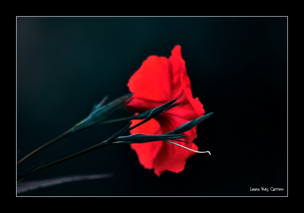 "Bella flor de color" de Leana Yns Carrizo