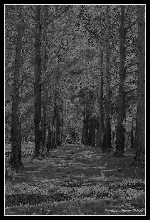 "camino de pinos" de Daniel Alberto Prez