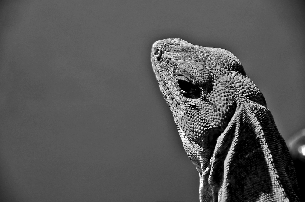 "Iguana" de Roberto Jorge Escudero