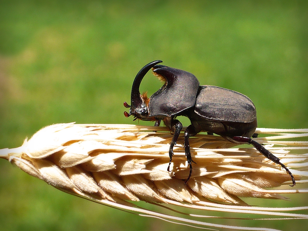 "Escarabajo Rinoceronte o Torito" de Adrian Carit