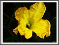 amarillo en mi jardín