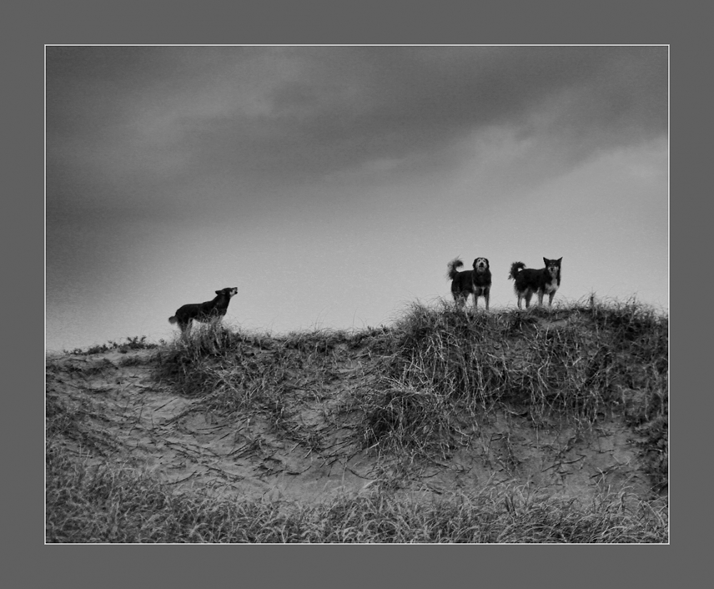 "Tres perros en el mdano" de Eli - Elisabet Ferrari