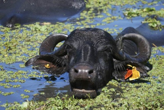 "Bufalos nadando" de Roberto Garcia