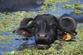 Bufalos nadando