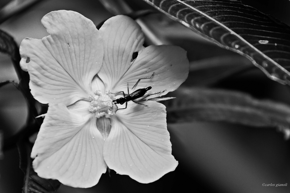 "Flor e insecto" de Carlos Gianoli