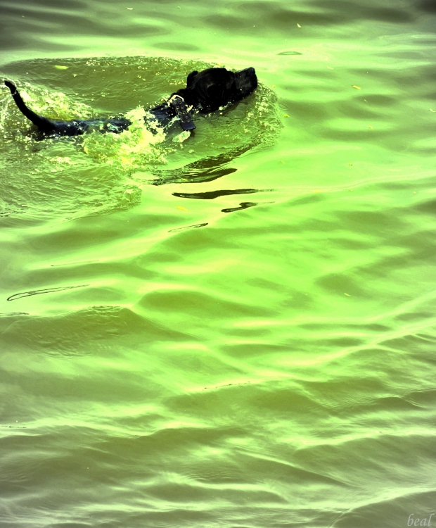 "perro al agua" de Bea Albornoz - ( Beazulina )