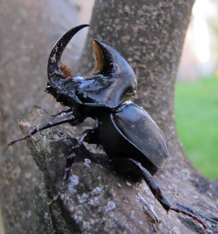 "escarabajo" de Sandra Patricia Tello