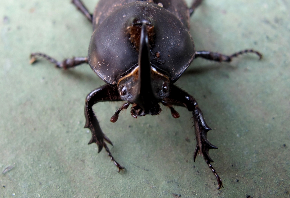 "escarabajo 2" de Sandra Patricia Tello