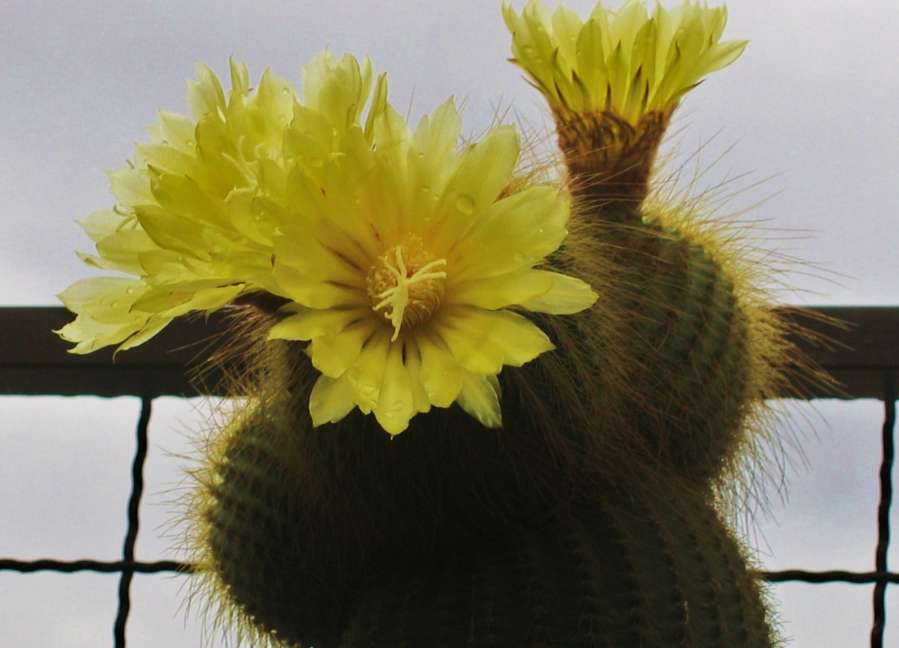 "Flor de cactus" de Monica Estela Lanza