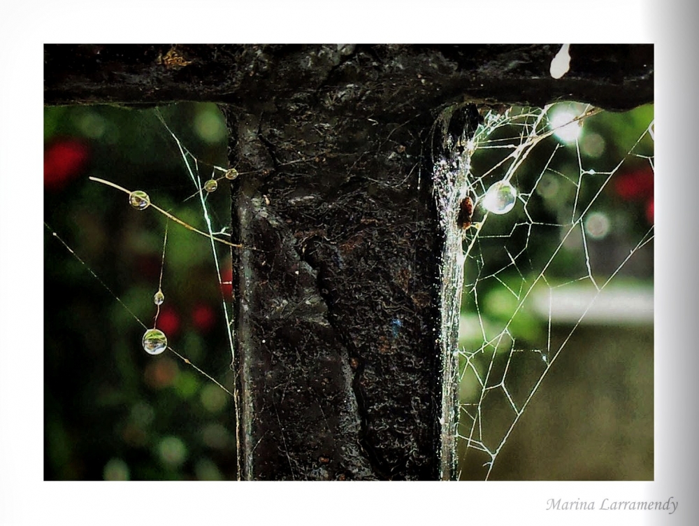 "Perlitas de lluvia..." de Marina Larramendy