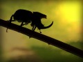 Escarabajo Rino a contraluz