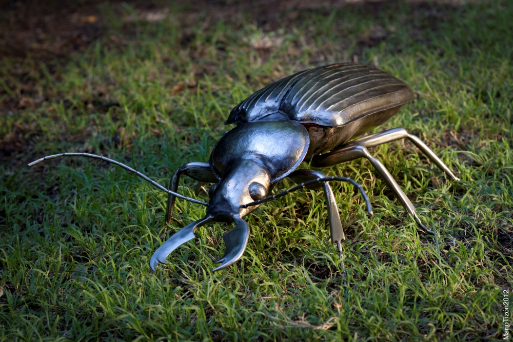 "Escarabajo." de Mario Tizn