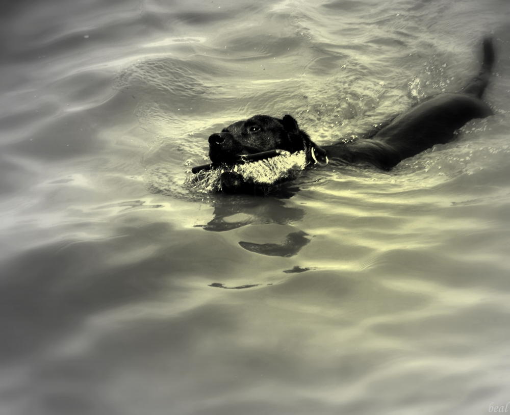 "andanzas del perro de agua" de Bea Albornoz - ( Beazulina )