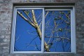 la ventana y las ramas