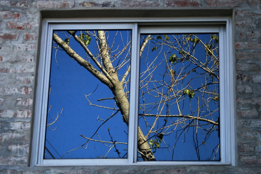 "la ventana y las ramas" de Ricardo Clodomiro Torres