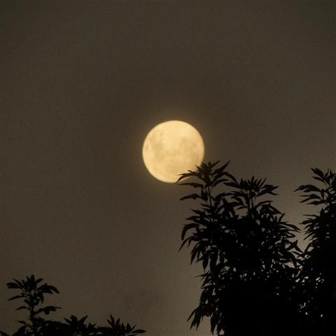 "Noche de luna" de estela rosso