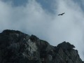 Buitre negro oteando sobre el Salto del Gitano