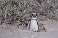 un pinguino modelo...
