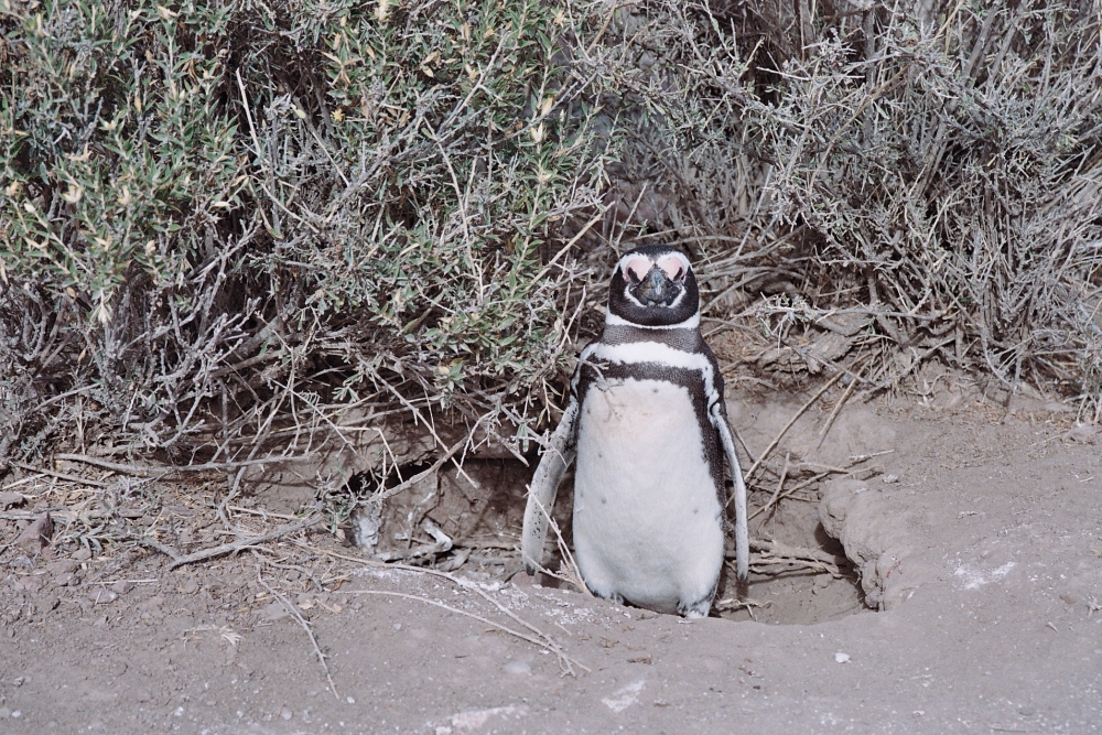 "un pinguino modelo..." de Jose Alberto Vicente
