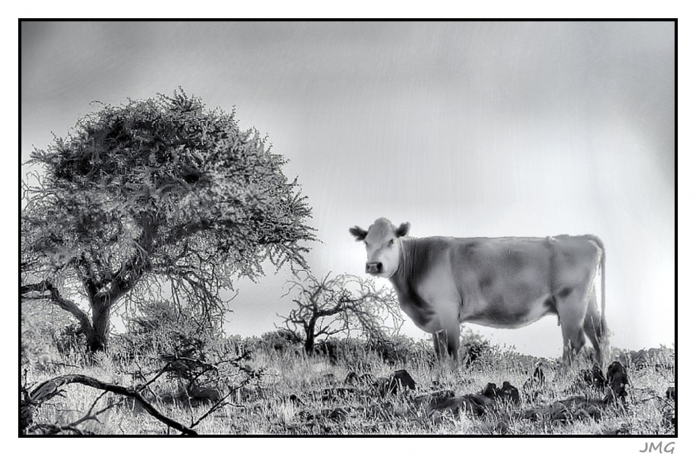 "La vaca" de Jorge Muoz Graf