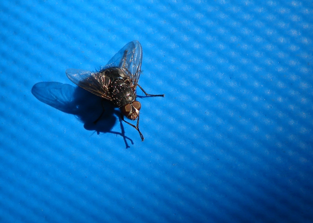 "mosca sobre fondo azul" de Edith Polverini