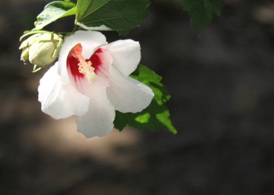 "Una tmida flor asoma..." de Maca Ferreyra