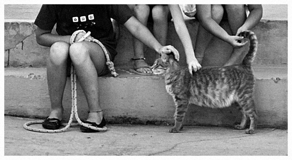 "Muchas manos en un gato" de Bernarda Ballesteros