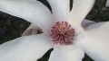 Flor de Magnolia!