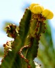 Cactus y su fruto