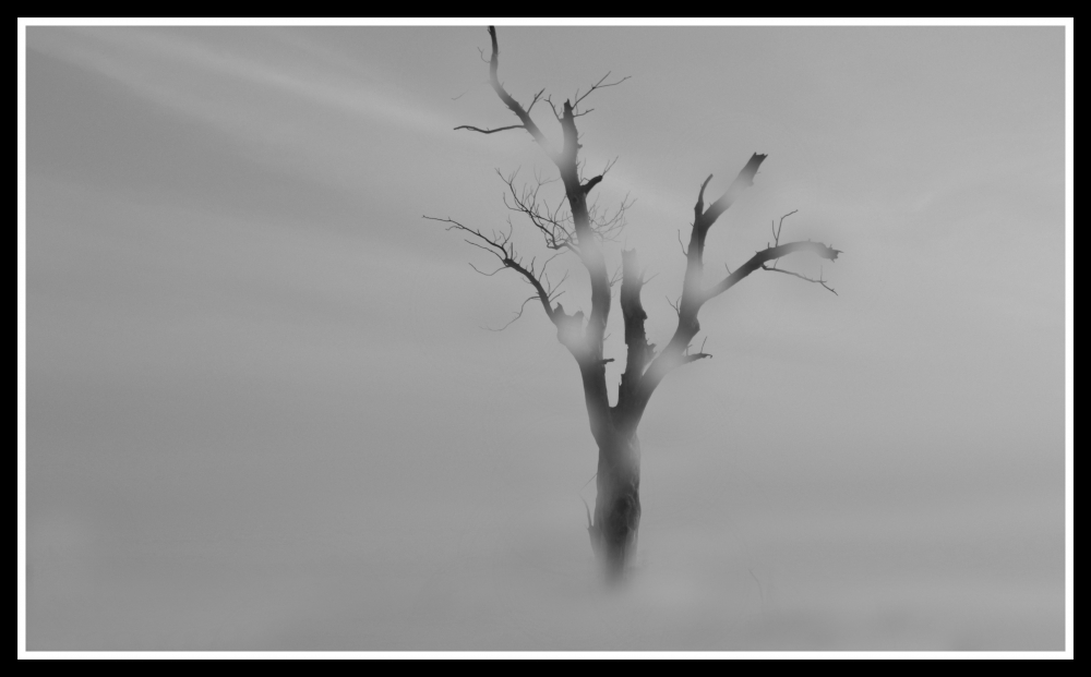 "Solo entre la niebla.." de Hernn Astrada