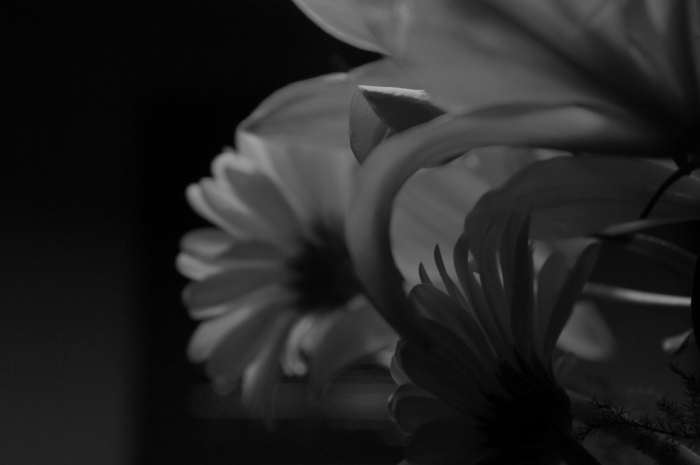 "flores en la oscuridad" de Andrea Cormick