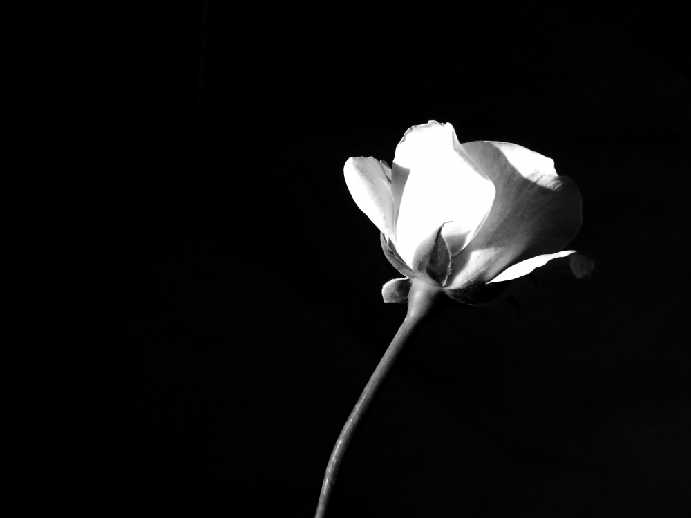 "Rosa blanca" de Vanesa Raffaeli