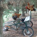 Transporte de gallinas