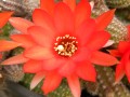 Mi cactus en flor
