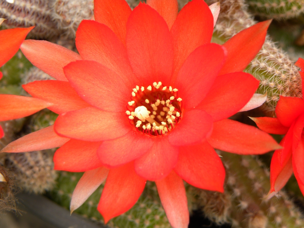 "Mi cactus en flor" de Silvia Mdica