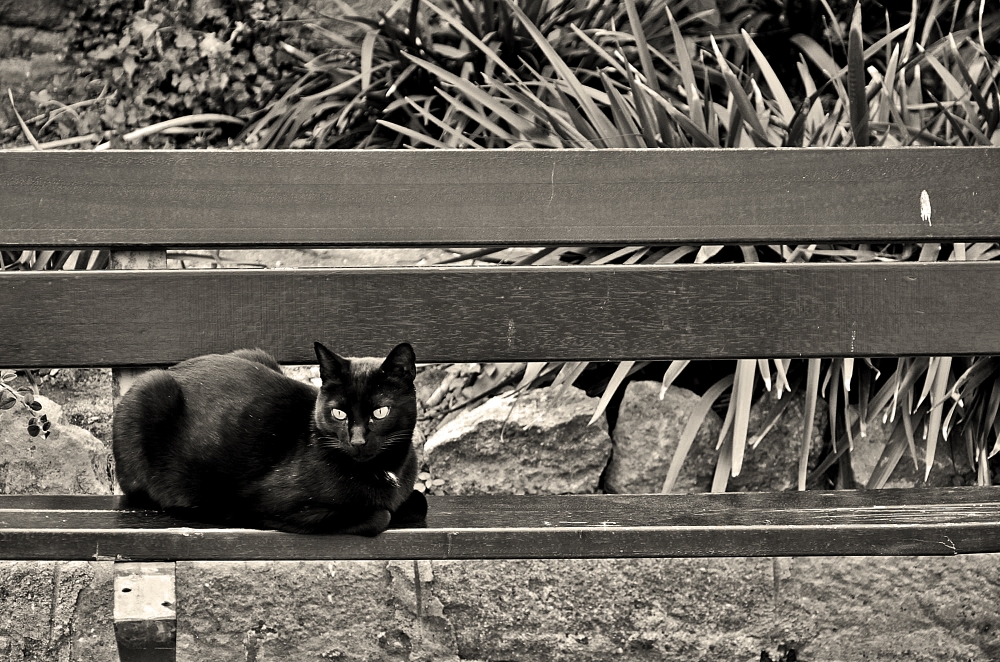 "Gato negro" de Roberto Jorge Escudero