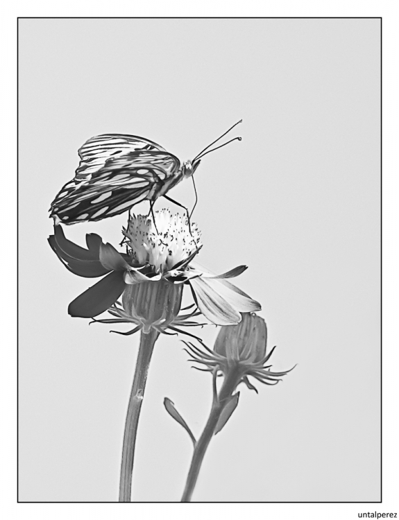 "Te regalo una flor (byn)" de Daniel Prez Kchmeister