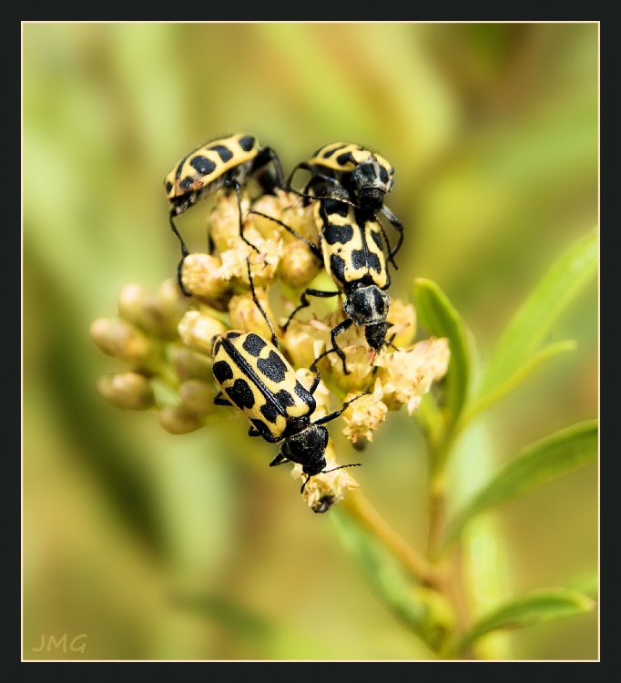 "Escarabajos en flor" de Jorge Muoz Graf