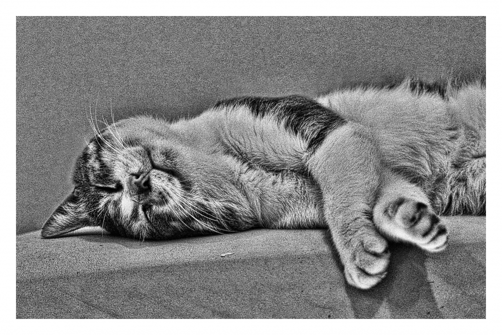 "my cat sleeps" de Javier Adam
