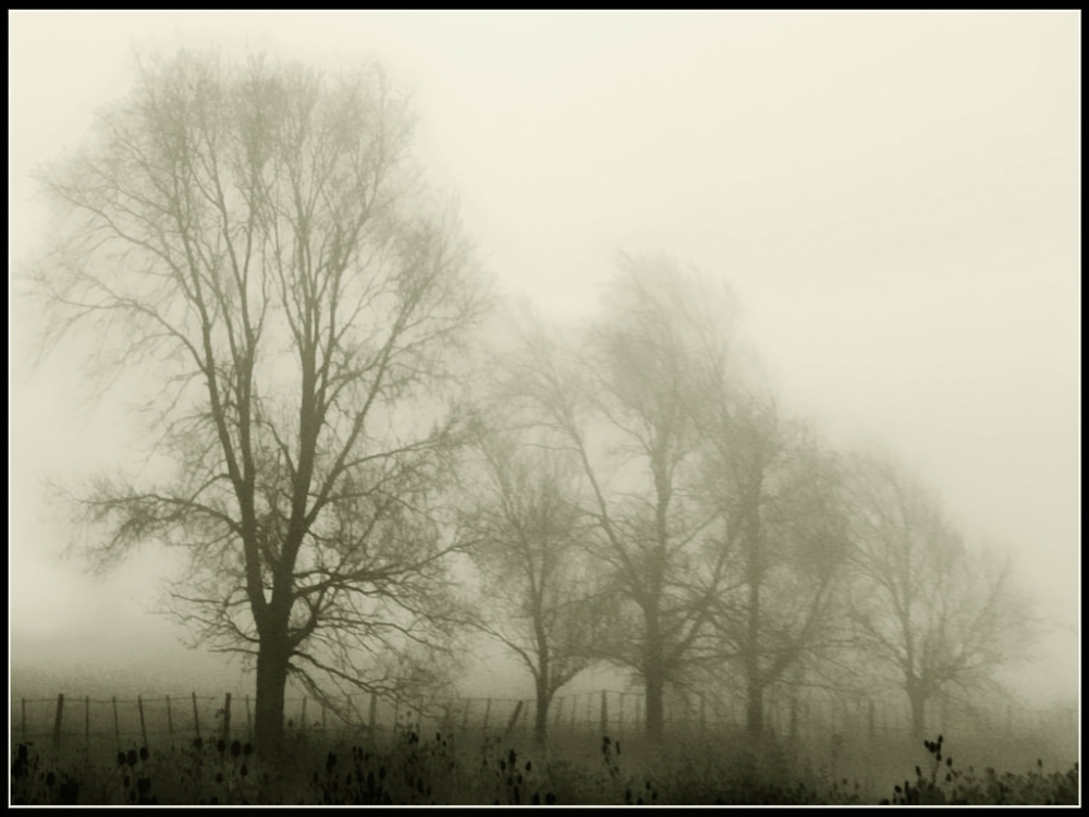 "Perspectiva en la niebla" de Eli - Elisabet Ferrari