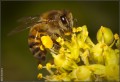 Abeja obrera, recolectando polen.
