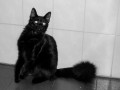el mismo gato negro