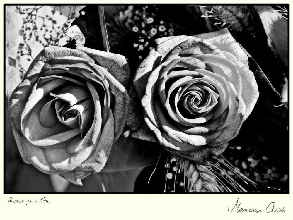 "Rosas para Gi..." de Carmen Esteban