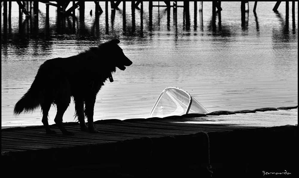 "El perro de la laguna" de Bernarda Ballesteros