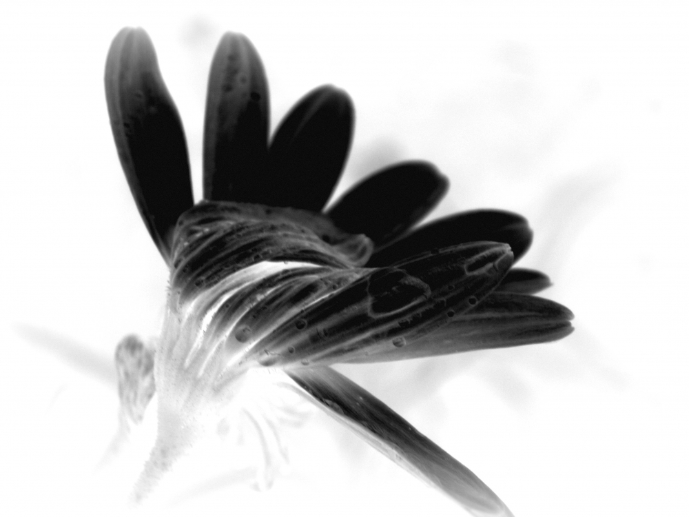 "Cisne negro" de Silvia Olliari