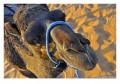 Camello en el desierto de Sahara